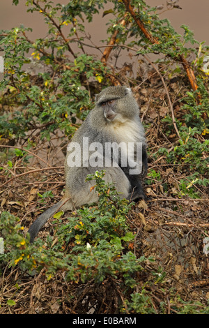 Samango-Affe (Cercopithecus mitis erythrarchus) in einem Baum, der Früchte frisst, Mount Sheba, Mpumalanga, Stockfoto