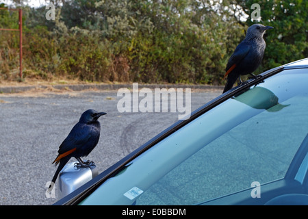 Red-winged Starling (Onychognathus Morio) sitzen auf einem Auto, männlich und weiblich Stockfoto