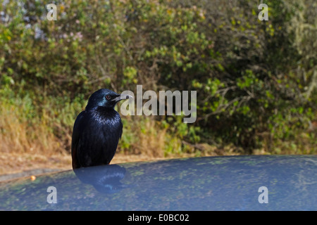 Red-winged Starling (Onychognathus Morio) sitzen auf einem Auto Stockfoto