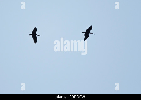 Zwei südlichen kahlen Ibisse (Geronticus Calvus) im Flug Stockfoto