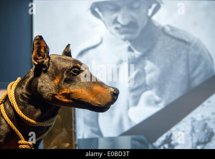 Berlin, Deutschland. 8. Mai 2014. Ein seziert Alarm Hund ist in der Ausstellung "Netzwerke des Krieges" im Museum für Kommunikation in Berlin, Deutschland, 8. Mai 2014. Foto: JULIA MUELLER/Dpa/Alamy Live News Stockfoto