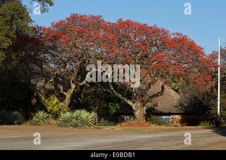 Blühende gemeinsame Korallenbaum (Erythrina Lysistemon) einen Laubbaum in der Erbse Familie Fabaceae, stammt aus Südafrika. Stockfoto