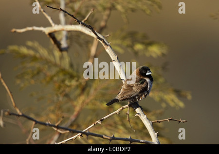 Bronze-Männchen (Lonchura Cucullata), Stockfoto