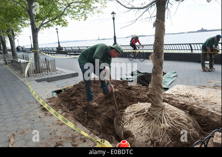 Ein Mann, die Anpflanzung von Bäumen auf der Battery Park City Esplanade neben dem Hudson River in Manhattan, New York City. Stockfoto