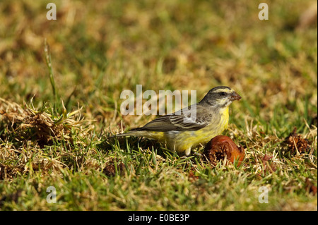 Gelb-fronted Canary (Crithagra Mozambica) auf dem Boden Stockfoto