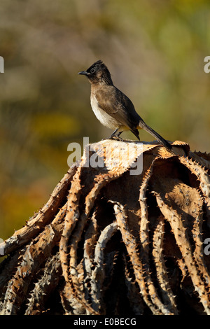 Garten Bulbul (Pycnonotus barbatus layardi), auch als Dunkle, schneebedeckten Bulbul und black-eyed bulbul. Früher (Pycnonotus tricolor) Stockfoto