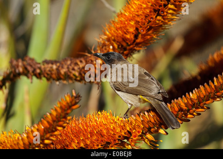 Garten Bulbul (Pycnonotus barbatus layardi), auch als Dunkle, schneebedeckten Bulbul und black-eyed bulbul. Früher (Pycnonotus tricolor) Stockfoto