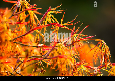 Orange Blätter auf einem Acer oder japanischer Ahorn in Holehird Gärten, Windermere, Cumbria, UK. Stockfoto