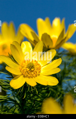 In der Nähe von Fasan Auge (Adonis Vernalis) Blumen des Frühlings Stockfoto