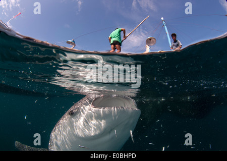 Split-Szene der Walhai unter einem Bagan (Fischerboot mit Plattform und Netze), Cenderawasih-Bucht, Neu-Guinea (Rhincodon Typus) Stockfoto