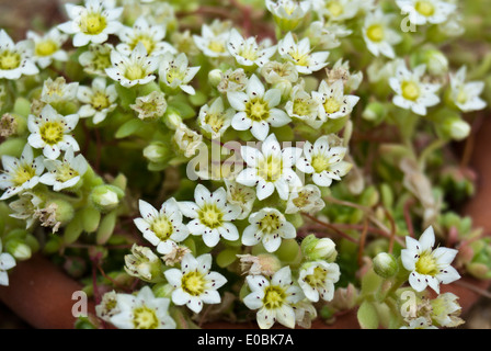 Rosularia Sedoides 'Alba'. Stockfoto