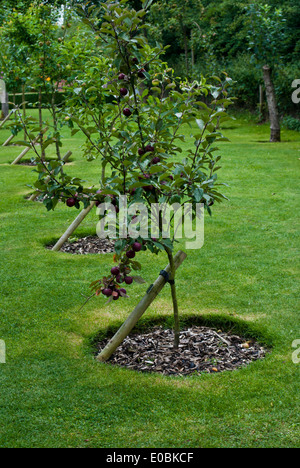 Reifung der Apfelbäume, die Stämme von Holzpfählen unterstützt Stockfoto