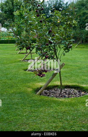 Reifung der Apfelbäume, die Stämme von Holzpfählen unterstützt Stockfoto