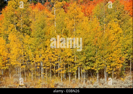 Beben Aspen, amerikanischen Aspen oder Zittern Aspen (Populus Tremuloides) im Herbst, Grand-Teton-Nationalpark, Wyoming, USA Stockfoto