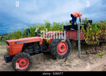 Landarbeiter, die Kisten mit Trauben in den Traktor in einem Weinberg laden Stockfoto