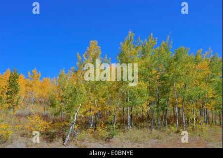 Beben Aspen, amerikanischen Aspen, Zittern Aspen (Populus Tremuloides) im Herbst, Grand-Teton-Nationalpark, Wyoming, USA Stockfoto