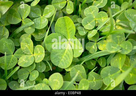 Einzelne vierblättriges Kleeblatt in einem Klee Patch. Stockfoto