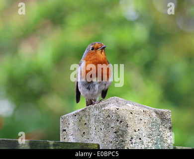 Europäische oder englischen Robin thront auf einem Zaunpfosten (Erithacus Rubecula) Stockfoto