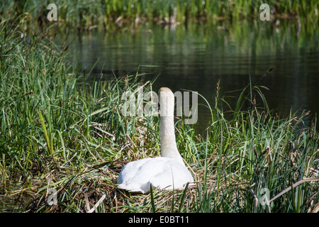 Höckerschwan sitzen auf Nest, Home Park, Surrey, England, UK Stockfoto