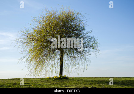 Einsamer breiten Baum mit gelben Blüten im Frühling Stockfoto