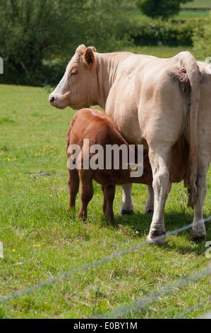 Kuh im Bereich Fütterung ihr Kalb Stockfoto