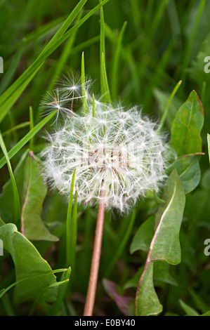 Schöne Löwenzahn, Nahaufnahme Bild gegen grünen Rasen. Stockfoto