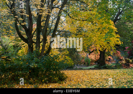 ZÜNDETEN ARBORETUM HERBST Stockfoto