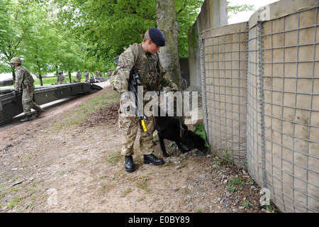 Militärische Working Dog Hund Zähler Aufstand Ied improvisierten Sprengkörpern Suche Afghanistan bewachen Hund Sicherheit Stockfoto