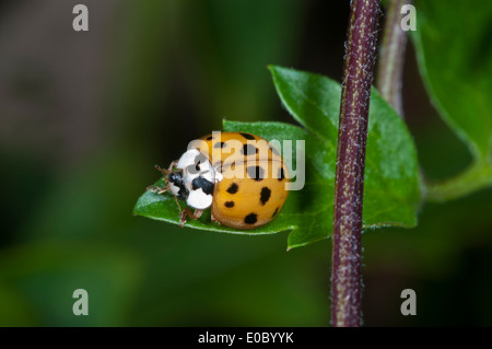 HARMONIA AXYRIDIS SUCCINEA Stockfoto