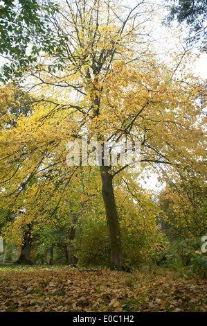 TILIA X EUROPAEA PALLIDA KAISER LINDEN Stockfoto