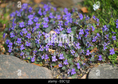 Viola Labradorica Alpine Hund violett American Dog violett, Hund Violet Labrador violett Stockfoto