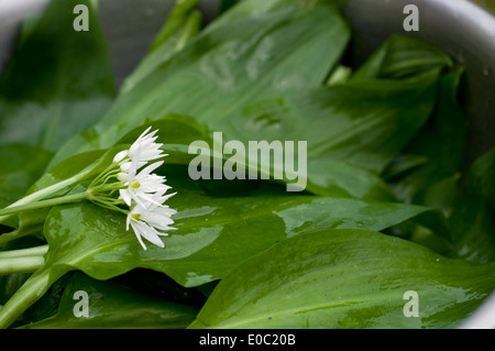 Eine Schüssel mit grünen Bärlauch-Blätter und weiße Blüten. Stockfoto