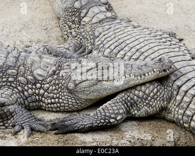 Eine Nahaufnahme von Krokodil mit seinen scharfen Zähnen zeigt. Diese Reptilien sind gehalten die Crocodile Park in Benalmadena Stockfoto