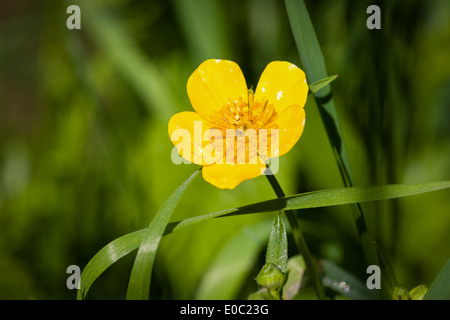 Hahnenfuß - schöne Frühlingsblumen wächst fast auf der ganzen Welt Stockfoto