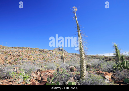 Boojum Bäume (Idria Fouquieria) Columnaris, lokal Cirio, Sierra de San Francisco, San Ignacio, Baja California Sur, Mexiko Stockfoto