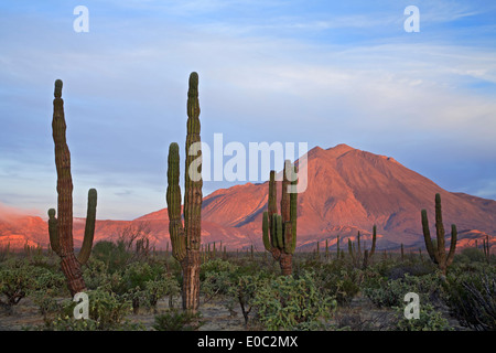 Cardon Bäume (Pachycereus) und Las Tres Jungfrauen Vulkan, Baja California Sur, Mexiko Stockfoto