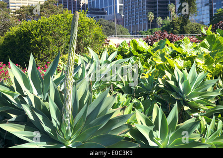 Agave Attenuata im Royal Botanic Gardens im Zentrum von Sydney, Australien Stockfoto