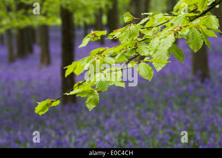 Fagus Sylvatica. Buche lässt vor dem Hintergrund der englischen Glockenblumen. Stockfoto