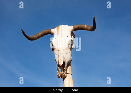 Kuh Schädel auf einem Pfosten Stockfoto