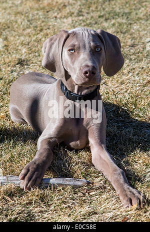 Männliche Weimaraner-Welpen (14 Wochen), gezüchtet deutscher Jagdhund Stockfoto