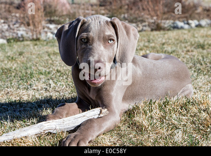 Männliche Weimaraner-Welpen (14 Wochen), gezüchtet deutscher Jagdhund Stockfoto