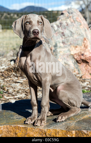 Männliche Weimaraner-Welpen (14 Wochen), gezüchtet deutscher Jagdhund Stockfoto