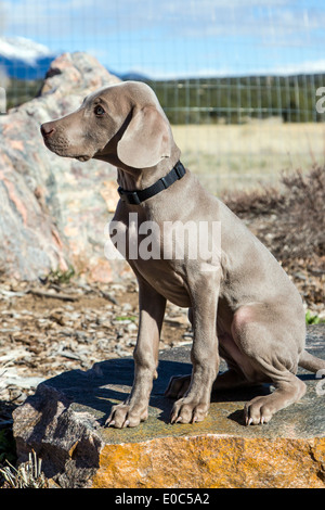 Männliche Weimaraner-Welpen (14 Wochen), gezüchtet deutscher Jagdhund Stockfoto