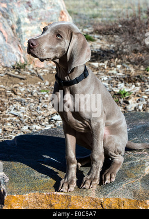 Männliche Weimaraner-Welpen (14 Wochen), gezüchtet deutscher Jagdhund Stockfoto