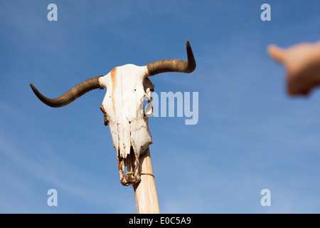 Kuh Schädel auf einem Pfosten Stockfoto