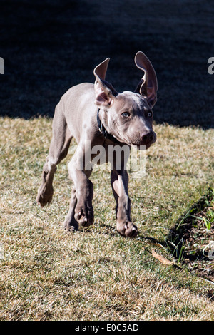 Männliche Weimaraner-Welpen (14 Wochen), gezüchtet deutscher Jagdhund laufen auf dem Rasen Stockfoto