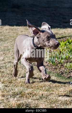 Männliche Weimaraner-Welpen (14 Wochen), gezüchtet deutscher Jagdhund laufen auf dem Rasen Stockfoto