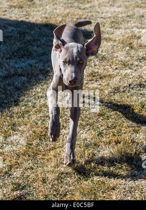 Männliche Weimaraner-Welpen (14 Wochen), gezüchtet deutscher Jagdhund laufen auf dem Rasen Stockfoto