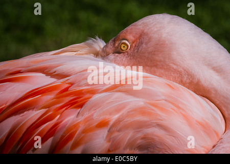 chilenische Flamingo mit bunten rosa und orange Farben durch seine Federn Stockfoto