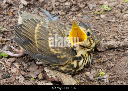 Eine junge Singdrossel in einem Waldgebiet in Kirkoswold, Eden Valley, Cumbria, UK. Stockfoto